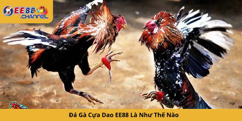 Đá Gà Cựa Dao EE88 Là Như Thế Nào