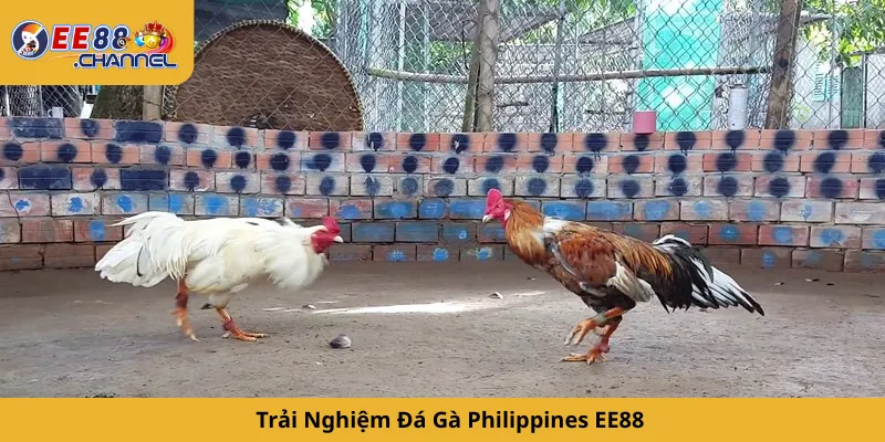 Trải Nghiệm Đá Gà Philippines EE88